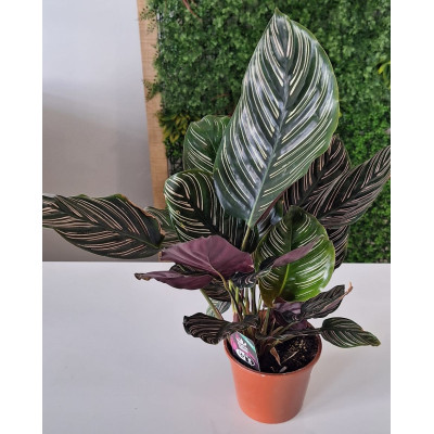 Planta Calathea Média