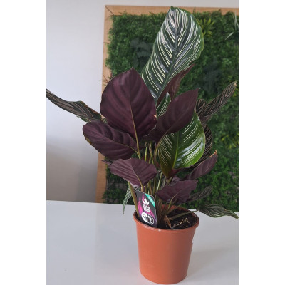 Planta Calathea Média