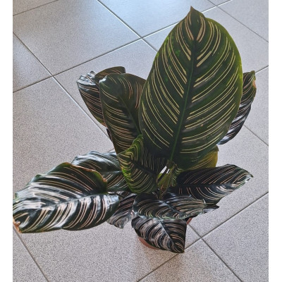 Planta Calathea Média