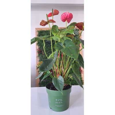 Planta Antúrio Vermelho