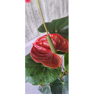 Planta Antúrio Vermelho