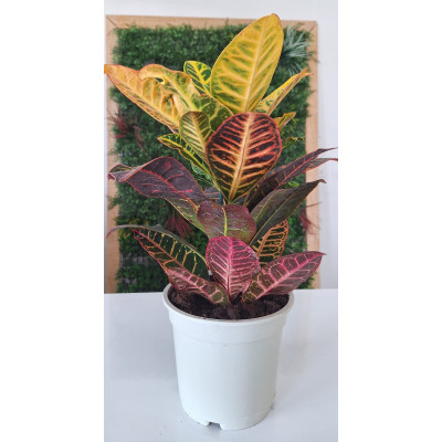 Planta Croton