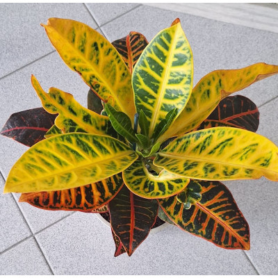 Planta Croton