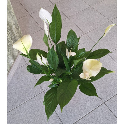 PLanta Spathiphyllum-Lirio da Paz
