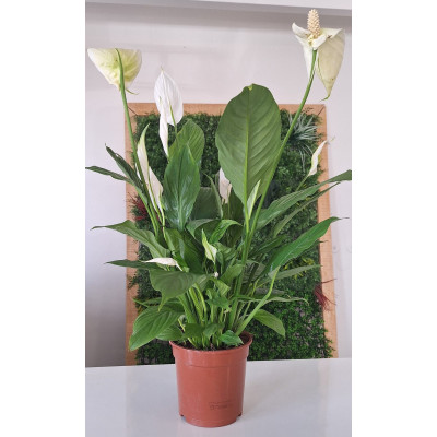 PLanta Spathiphyllum-Lirio da Paz
