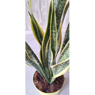 Planta Sansevieria (Espada-São-Jorge)