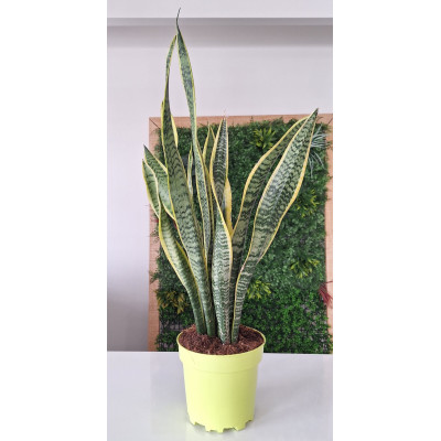 Planta Sansevieria (Espada-São-Jorge)