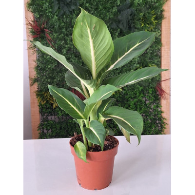 Planta Dieffenbachia (comigo ninguém pode)