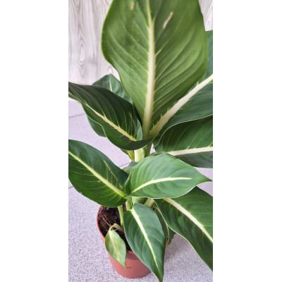 Planta Dieffenbachia (comigo ninguém pode)