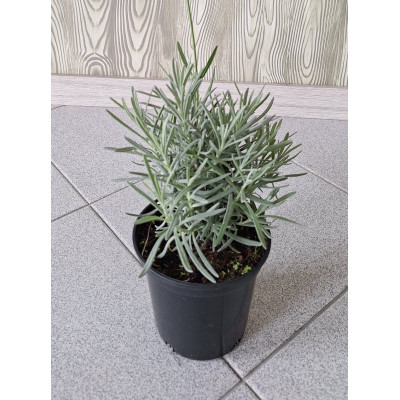 Planta Lavanda