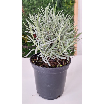 Planta Lavanda
