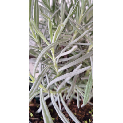 Planta Lavanda