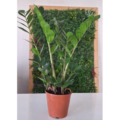 Planta Zamioculca Zamiifolia