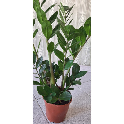 Planta Zamioculca Zamiifolia