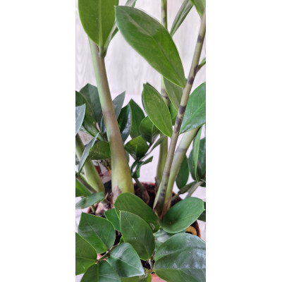 Planta Zamioculca Zamiifolia