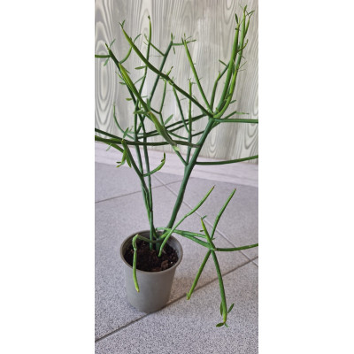 Planta Cacto/Suculenta