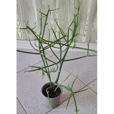 Planta Cacto/Suculenta