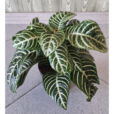 Planta Aphelandra Squarrosa