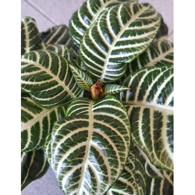 Planta Aphelandra Squarrosa