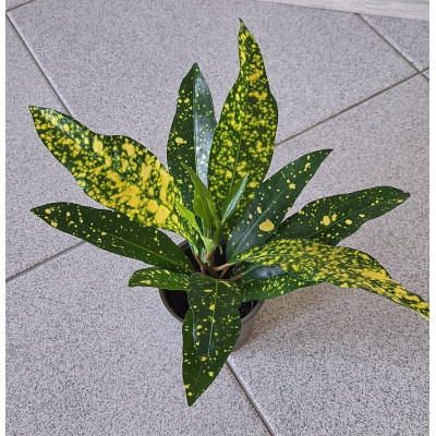Mix de Plantas