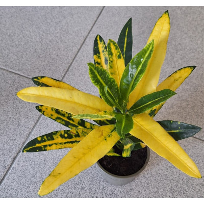 Mix de Plantas