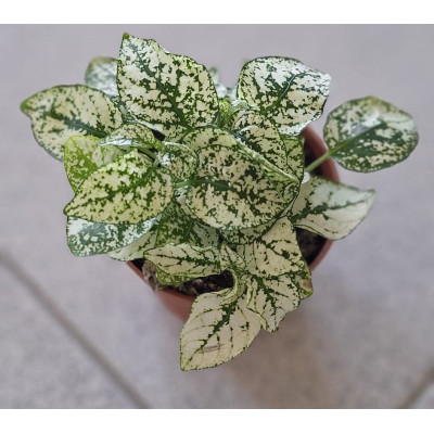 Mix de Plantas