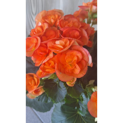 Planta Begonia Elatior