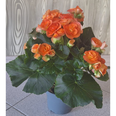 Planta Begonia Elatior