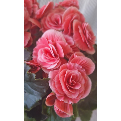 Planta Begonia Elatior