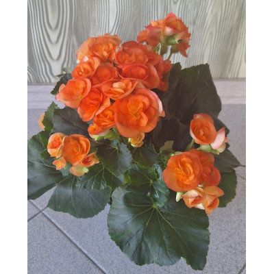 Planta Begonia Elatior