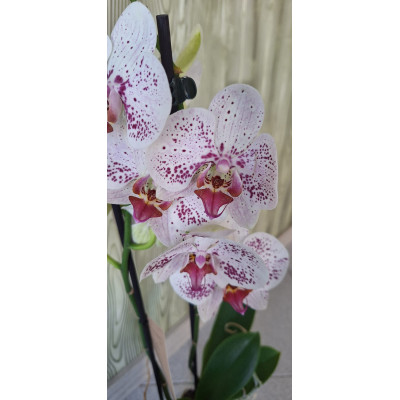 Planta Phalaenopsis - 2 Hastes