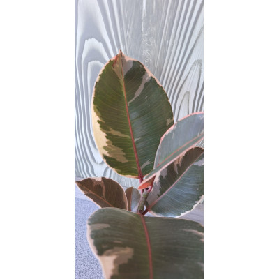 Planta Ficus Elastica v12