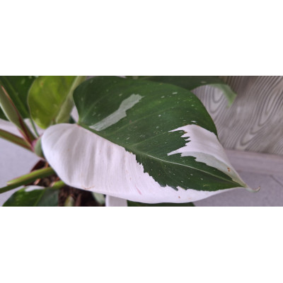 Philodendron White Princess