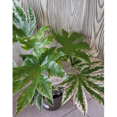 Planta Fatsia Japonica Variegata