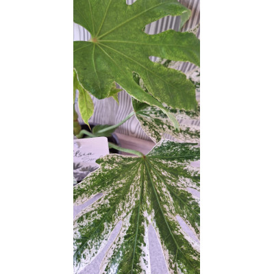 Planta Fatsia Japonica Variegata
