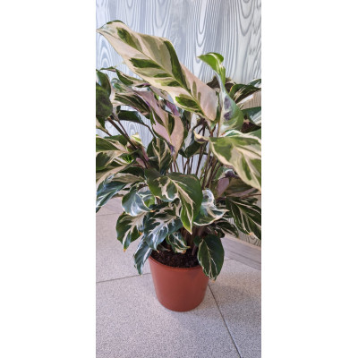 Planta Calathea White Fusion