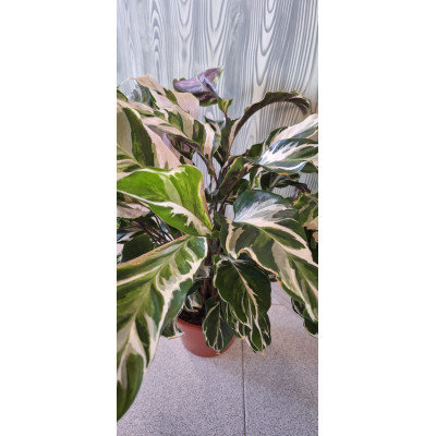 Planta Calathea White Fusion