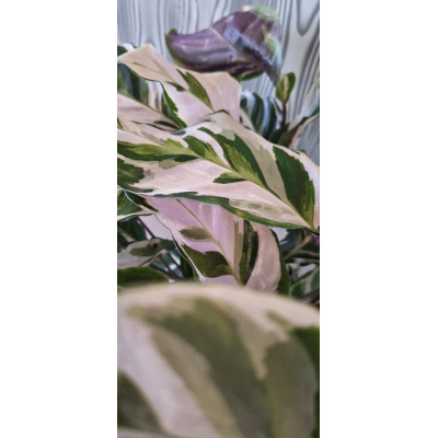 Planta Calathea White Fusion