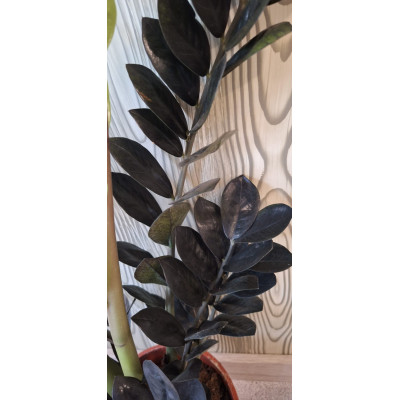 Planta Zamioculca Raven