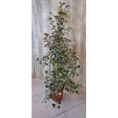 Planta Ficus Natalensis