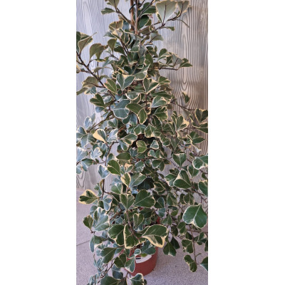 Planta Ficus Natalensis