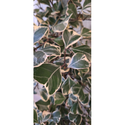 Planta Ficus Natalensis
