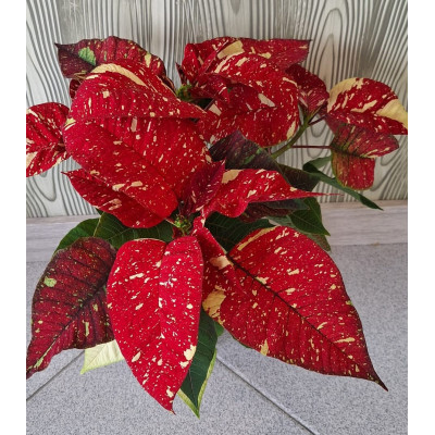 Planta Euphorbia Pulcherrima