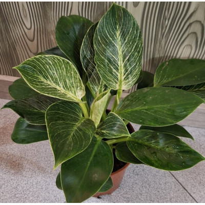 Philodendron Birkin