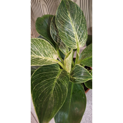 Philodendron Birkin