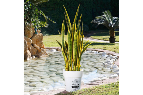 Não tem tempo nem sorte com plantas?